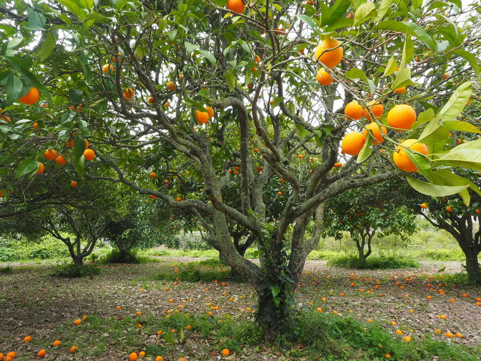 Un arancio carico di frutti, con altre arance cadute a terra