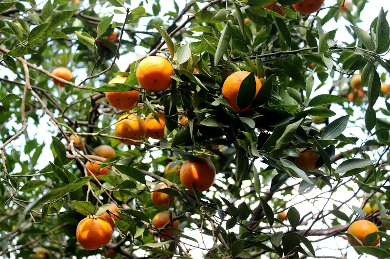 Un arancio carico di frutti nel verde