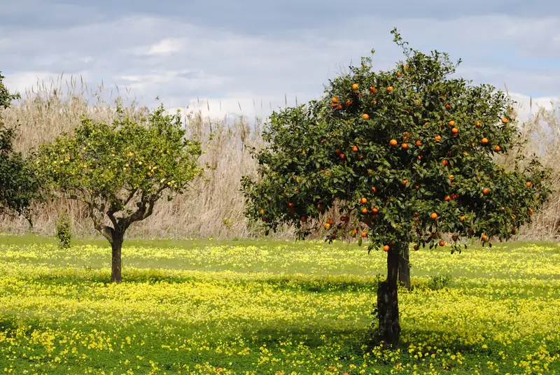 Un arancio carico di frutti in un prato fiorito