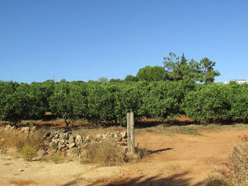 I filari di un agrumeto, con gli alberi carichi di frutti