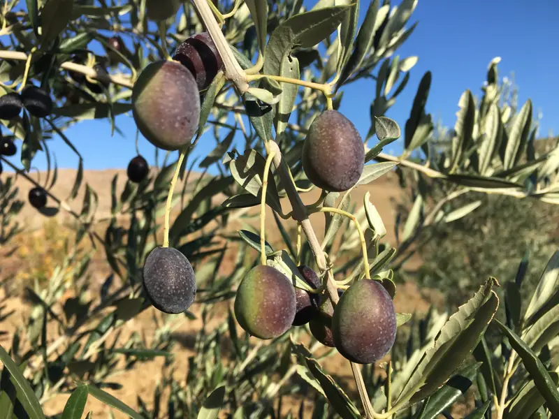 Un ramo d'ulivo carico di olive